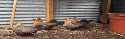 Chickens poultry for sale: 7 Dutch Bantam Hens Gold & Silver Partridge  in Ulverston - Advert 5
