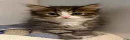 Mixed Breed cats for sale: Chocolate box kittens! - Advert 5