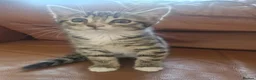 Bengal cats for sale: 🐾 Beautiful Bengal Girl Kittens - available now🐾 in Reading - Advert 7