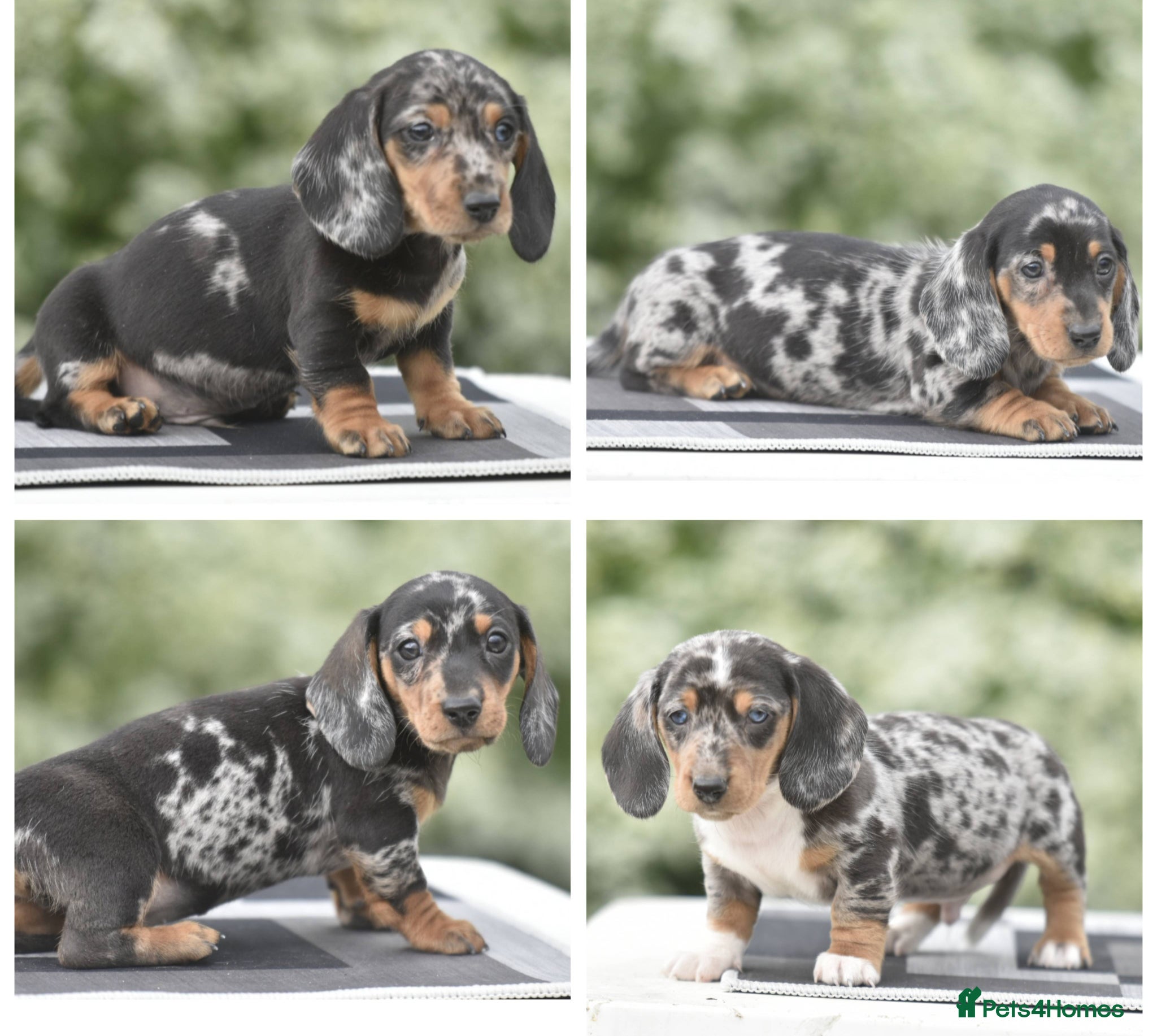 Dachshund dogs Ready to leave - Amazing dachshund puppies - Advert 1