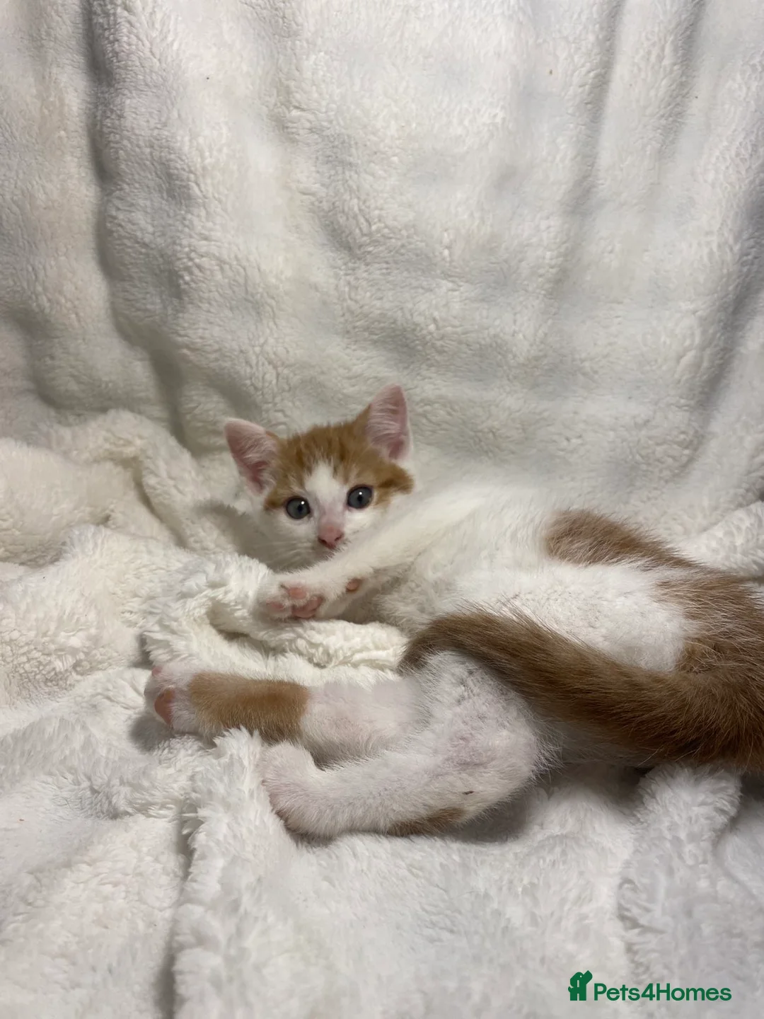 Mixed Breed cats for sale: 3 adorable kittens awaiting for their new homes - Advert 9