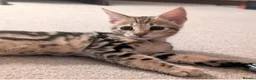 Savannah cats for sale: Exceptional marbled f3c TICA Savannah girl - Advert 3