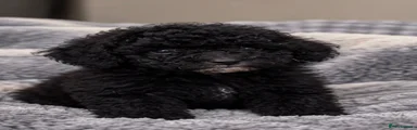 Black female white markings 