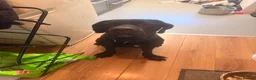 Cane Corso dogs for sale: Beautiful cane corso for sale - Advert 3