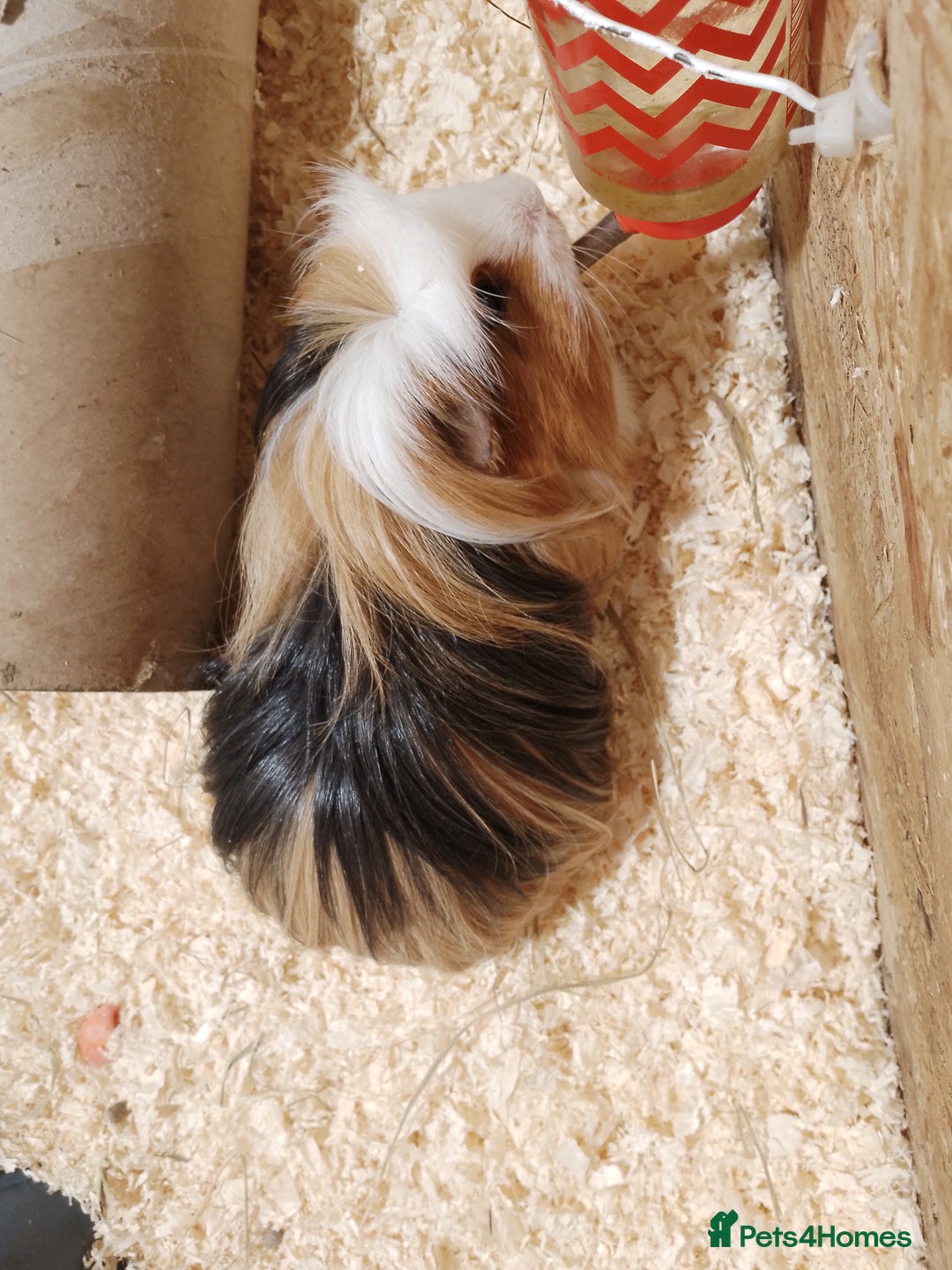 Guinea Pig rodents for sale: 2 male guinea pigs - Image 2