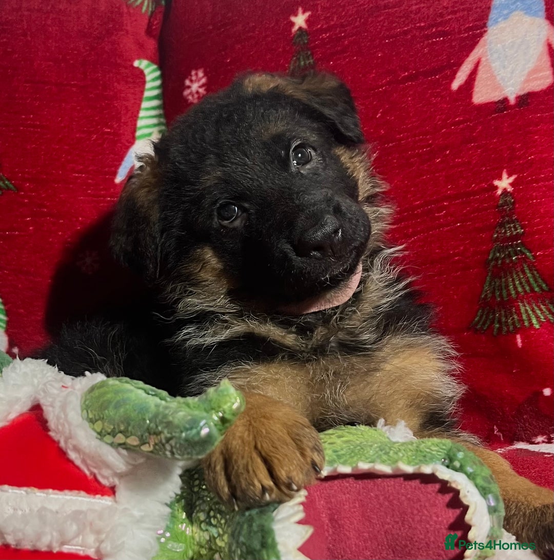 German Shepherd dogs for sale: Outstanding long haired Gsd pups  for sale  - Advert 11