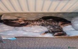 Bengal cats for sale: Pedigree Bengal Kittens - Image 32