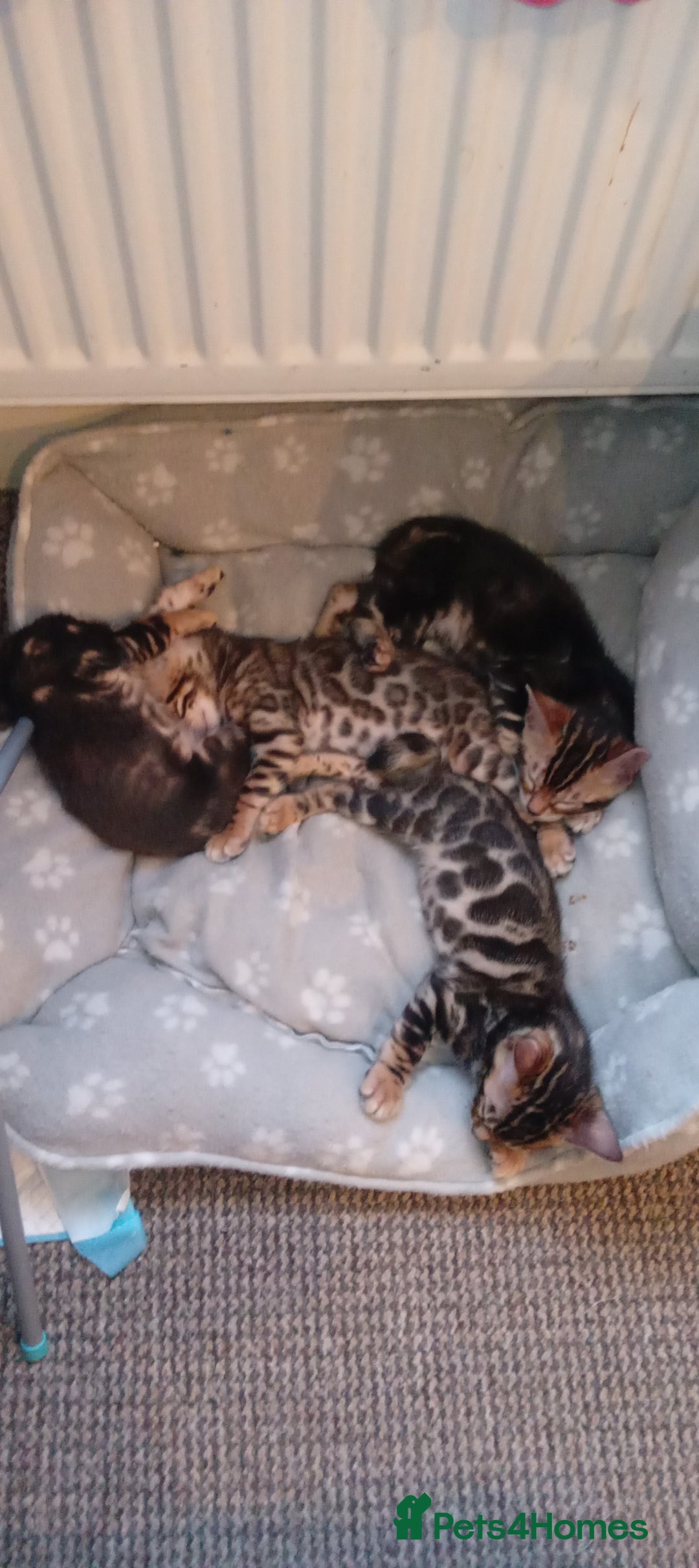Bengal cats for sale: Pedigree Bengal Kittens - Image 32