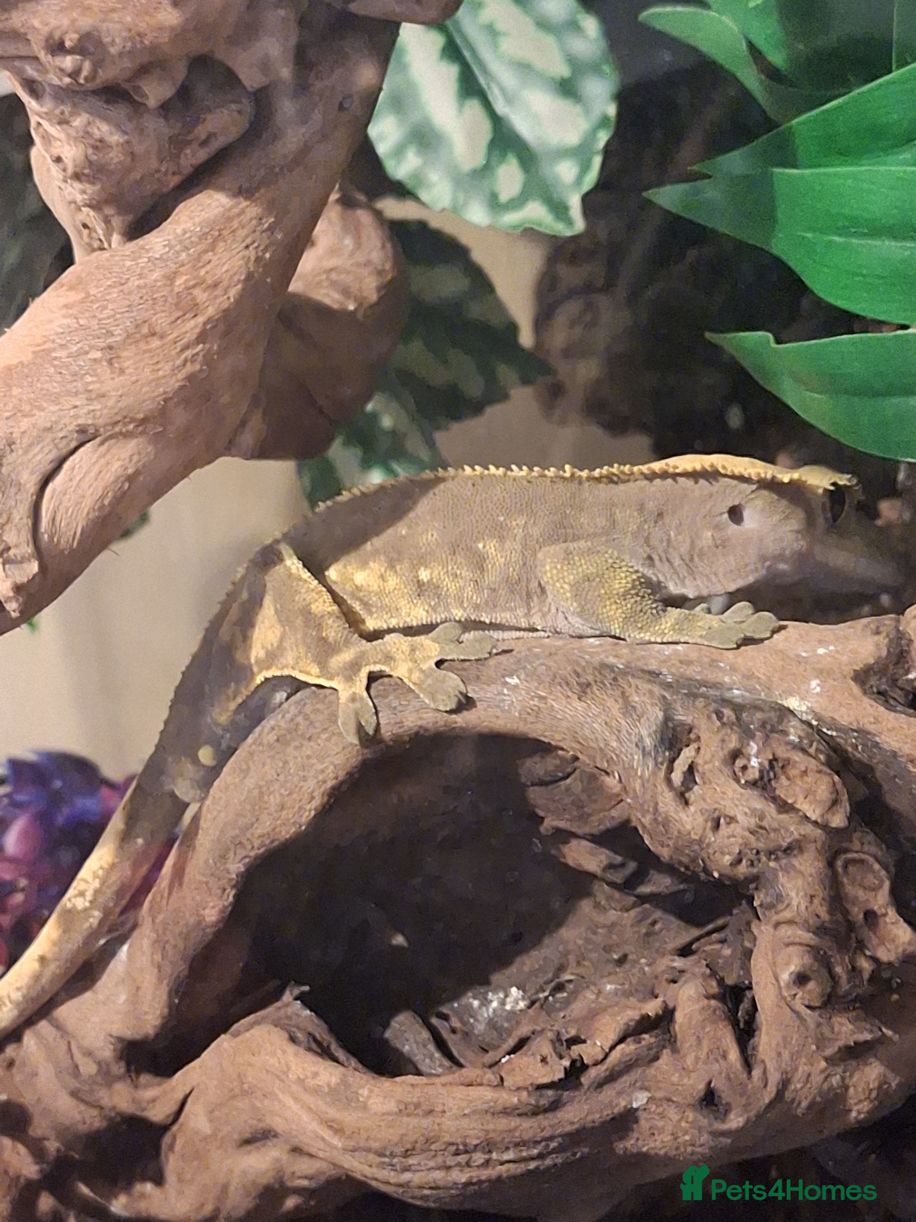 Gecko reptiles Harlequin Crested gecko with full setup - Advert 8