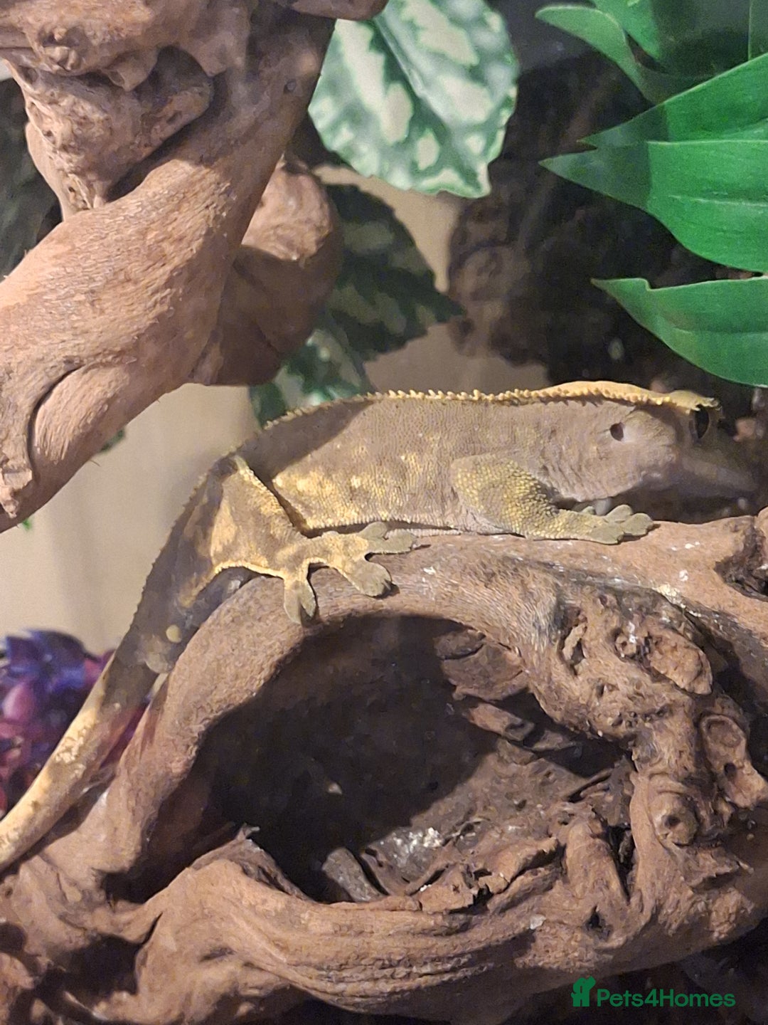 Gecko reptiles for sale: Harlequin Crested gecko with full setup - Advert 1