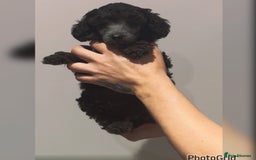 Miniature Poodle dogs for sale: Last one Silver mini poodles  - Advert 12