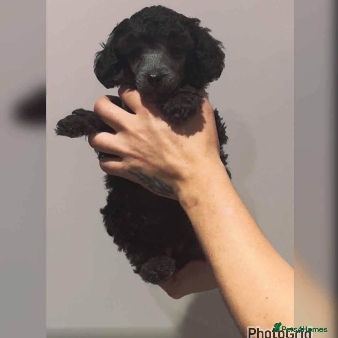Miniature Poodle dogs for sale: Last one Silver mini poodles  - Advert 12