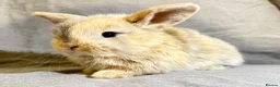 Mixed Breed rabbits for sale: 3 Mini Lop cross babies - Advert 5