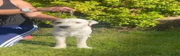 Parson Russell dogs for sale: Quality Parson Russell Adult Male - Advert 4