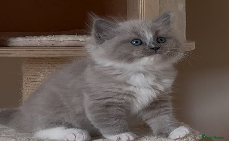 Ragdoll cats - Advert 9