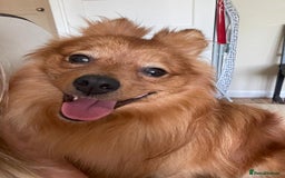 Pomeranian dogs for stud: Toronto  - Image 4