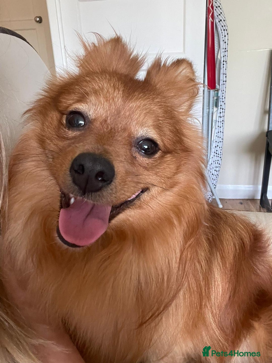 Pomeranian dogs for stud: Toronto  - Image 4