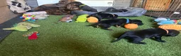 Mixed Breed dogs for sale: Working cocker with mix dads family pet  - Advert 12