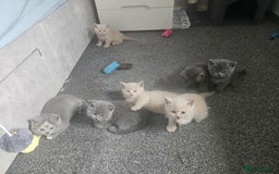 British Shorthair cats for sale: Pretty British shorthair  - Image 17