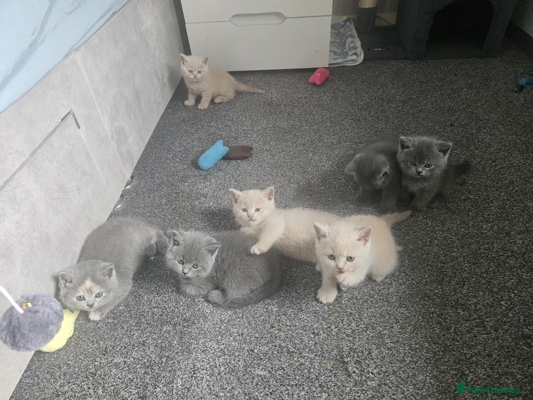 British Shorthair cats for sale: Pretty British shorthair  - Image 17