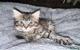 British Shorthair cats for sale: Male kitten  - Image 1