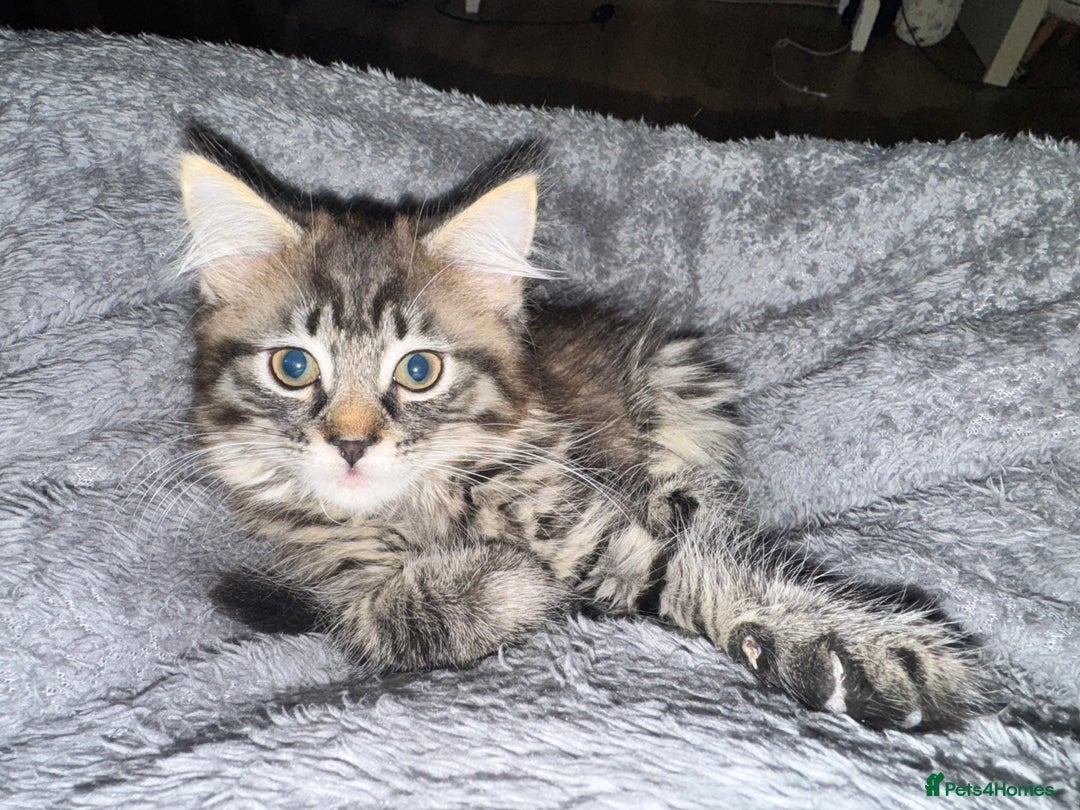 British Shorthair cats for sale: Male kitten  - Image 1