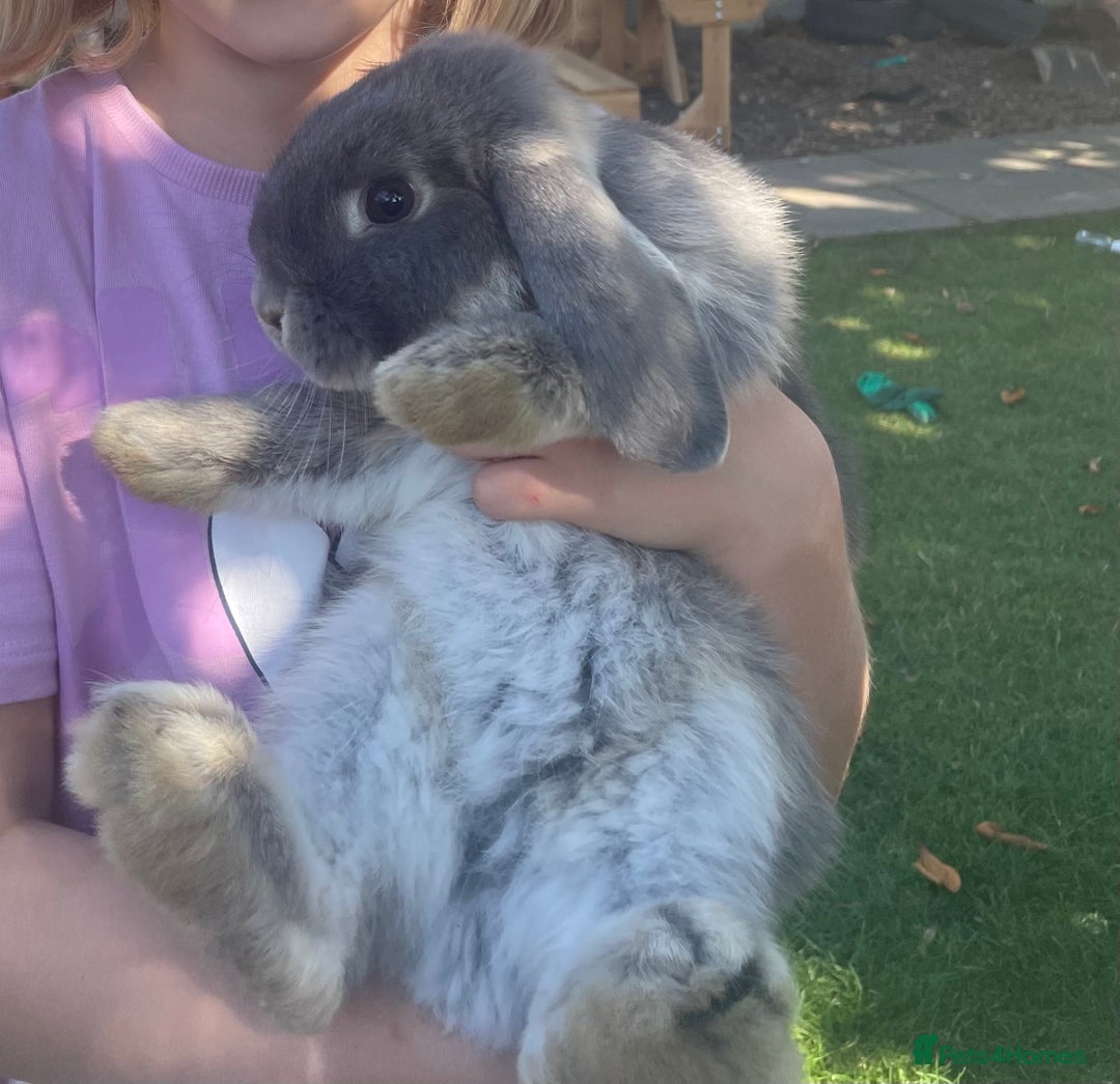 English Lop rabbits for sale: Flop eared male rabbit - Image 6