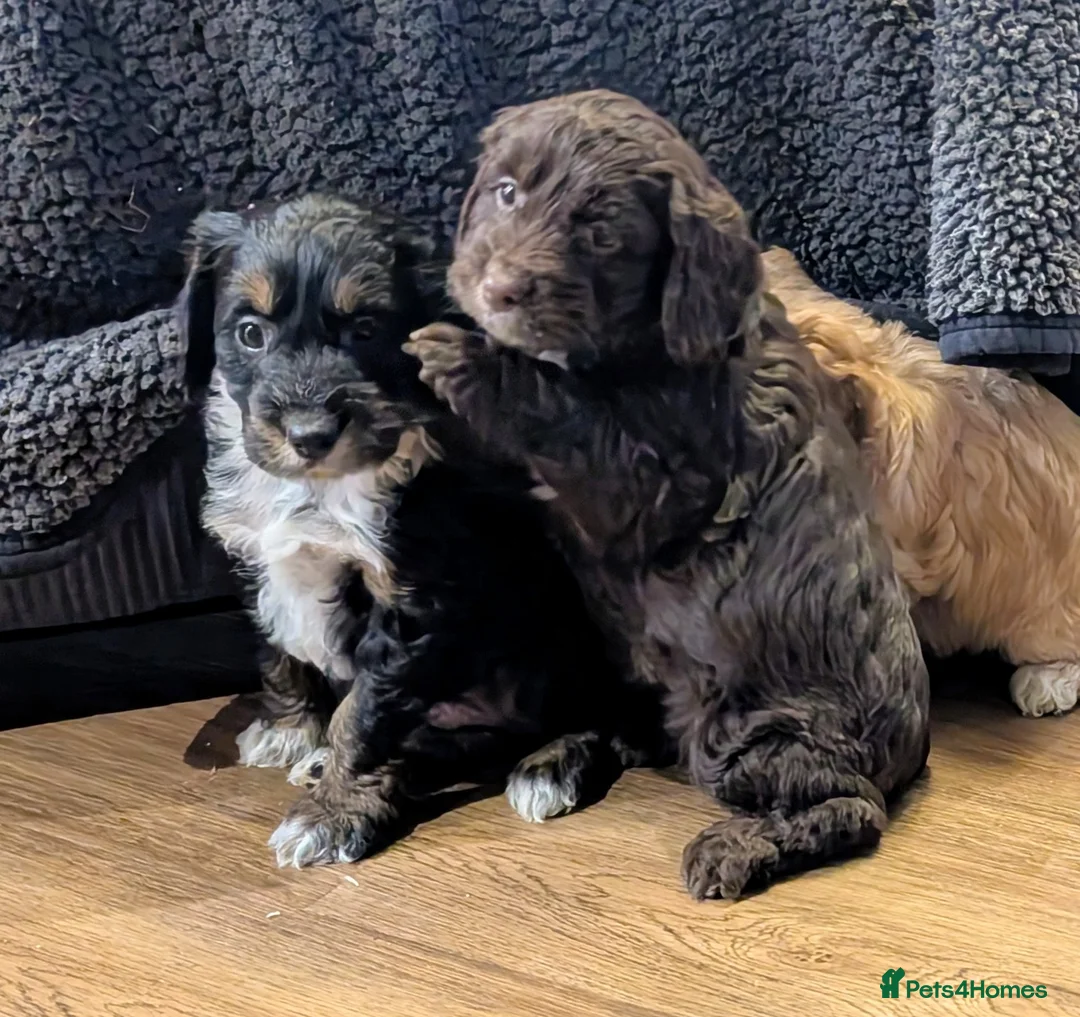 Cockapoo dogs for sale: Licensed breeder, health tested F1 cockapoo pups - Advert 18