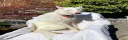 Ibizan Hound dogs for adoption: Babu - Stunning Spanish Podenco  - Advert 20