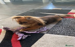 Chihuahua dogs for sale: Miniature long haired KC registered Chihuahua - Image 5
