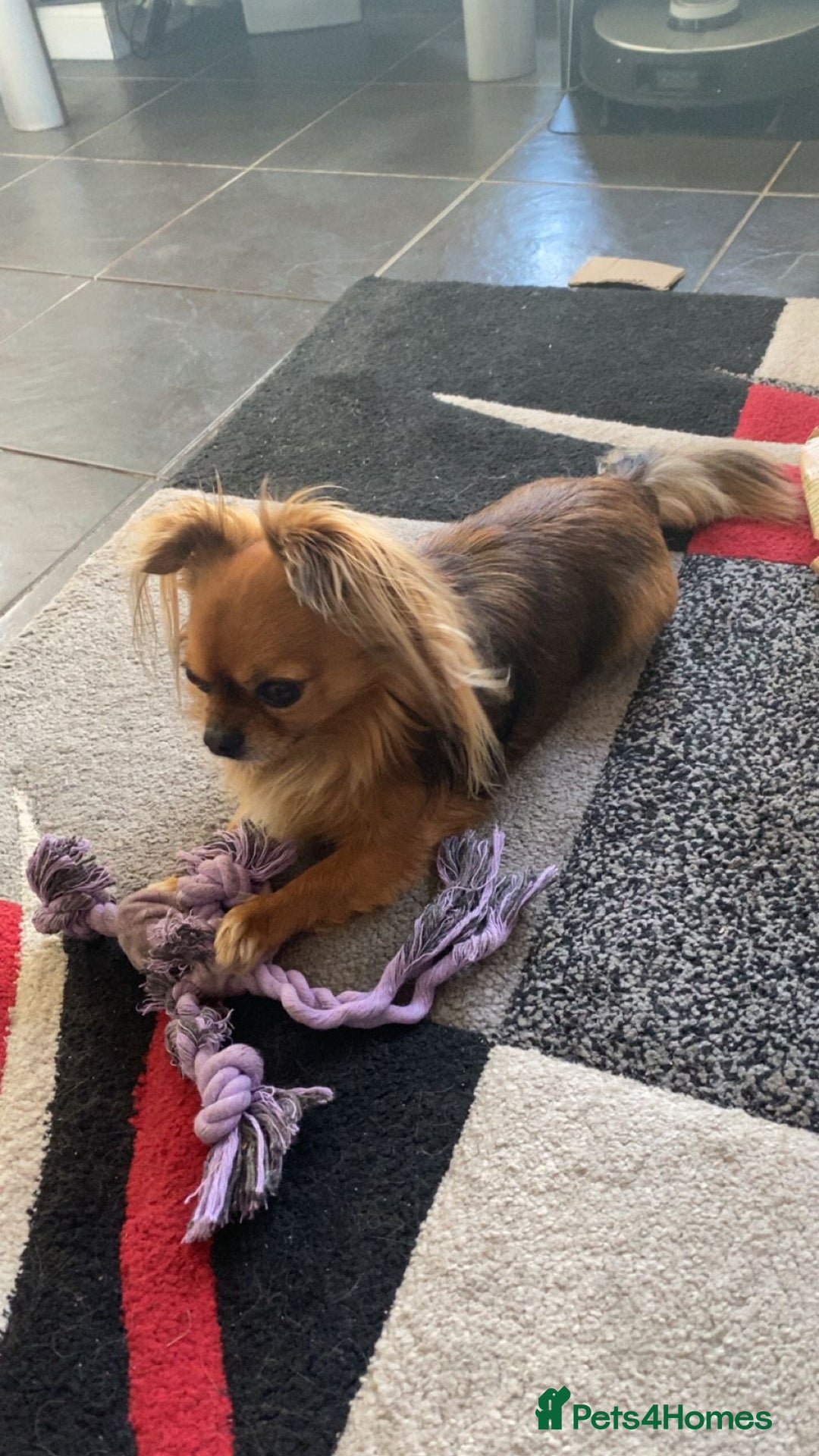 Chihuahua dogs for sale: Miniature long haired KC registered Chihuahua - Image 5
