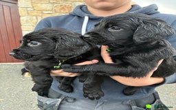 Mixed Breed dogs for sale: Golden retriever / border terrior mix  - Image 4