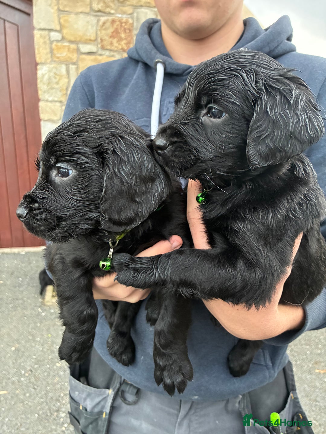 Mixed Breed dogs for sale: Golden retriever / border terrior mix  - Image 4
