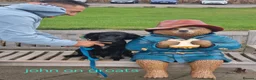 Cocker Spaniel dogs for sale: Cocker spaniel in Carlisle - Advert 4