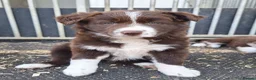 Border Collie dogs for sale: Beautiful fluffy Collie Pups for Sale - Advert 1