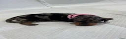 Miniature Dachshund dogs for sale: Adorable Miniature Dachshund Puppies - Advert 22