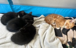 British Shorthair cats for sale: 4 kittens for sale - Image 1