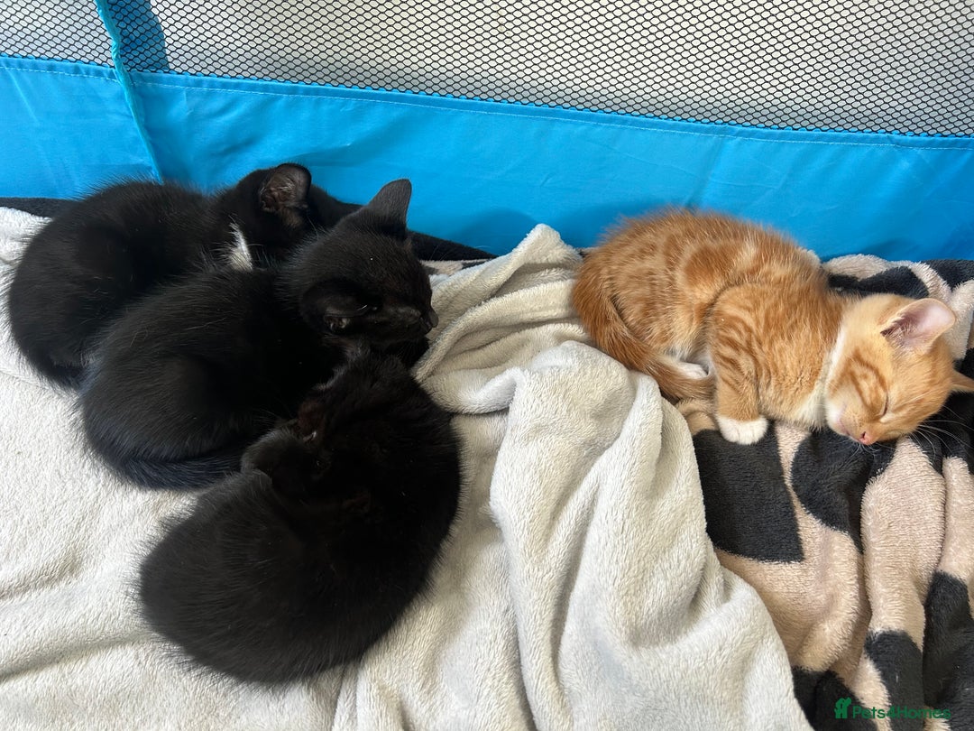 British Shorthair cats for sale: 4 kittens for sale - Image 1