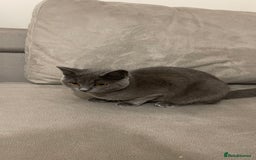 British Shorthair cats for sale: 7 months old kitten  - Image 2