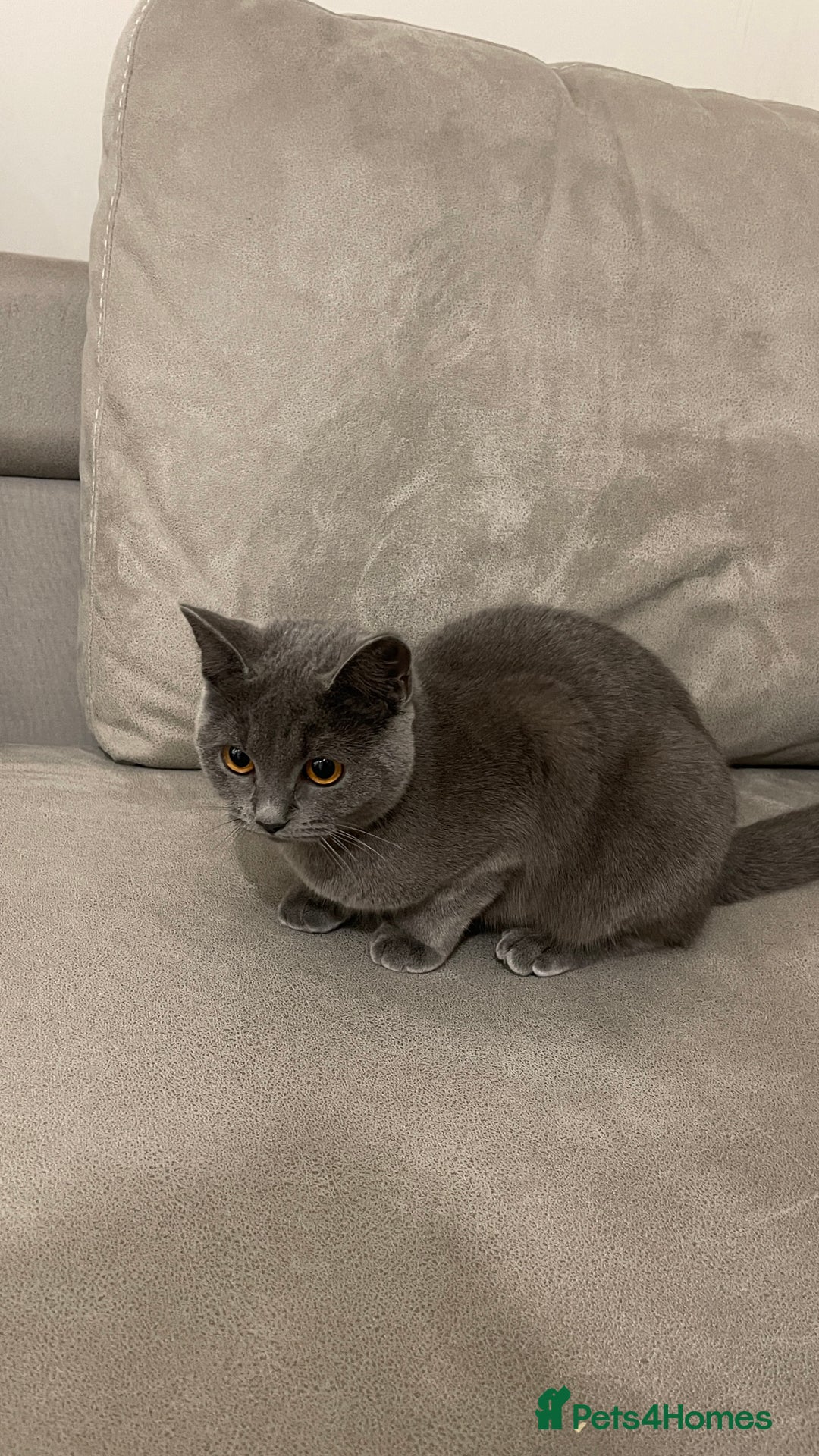 British Shorthair cats for sale: 7 months old kitten  - Image 2