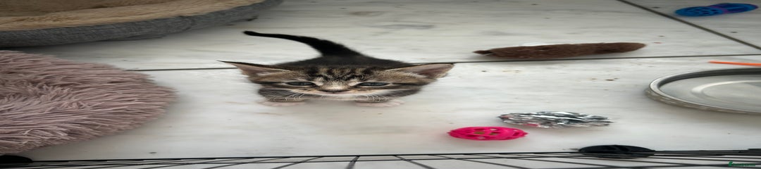 Maine Coon Kitten 6