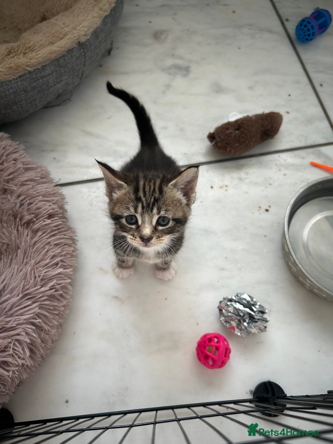 Maine Coon cats for sale: Gorgeous Maine Coon Cross Kittens - Image 22
