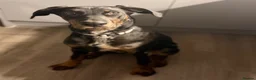 Mixed Breed dogs for sale: Rehome our beautiful Beauceron/Doberman - Advert 5
