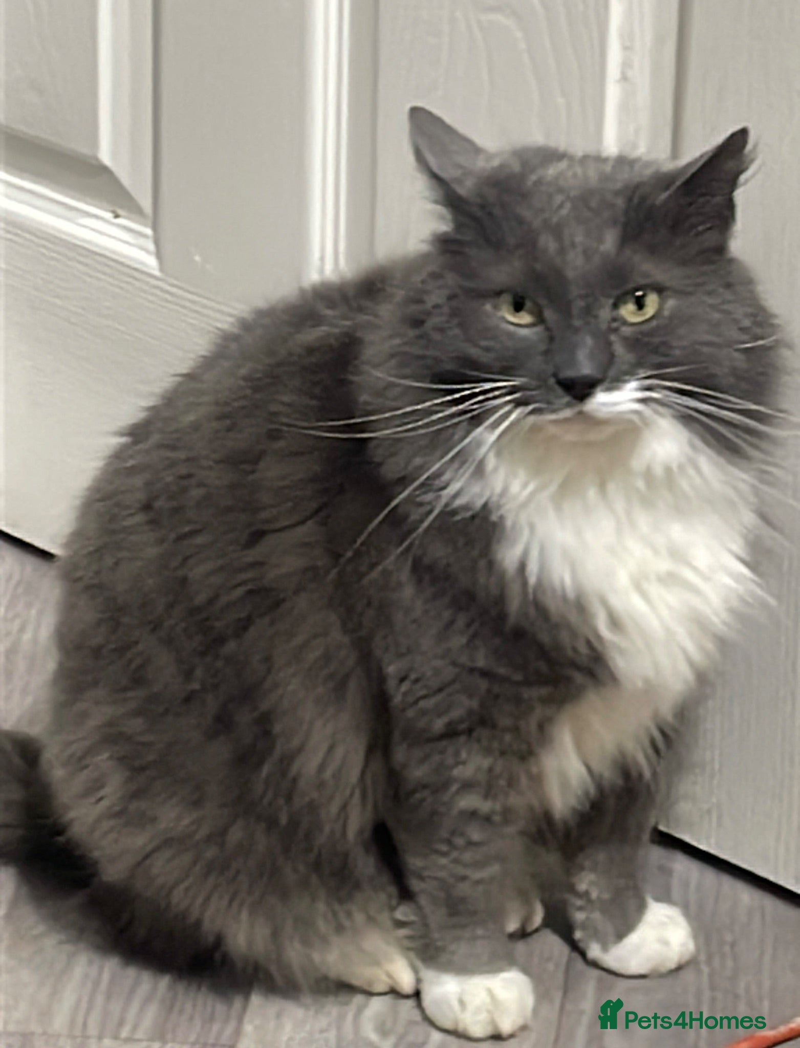 Mixed Breed cats Cat for rehoming  - Advert 3