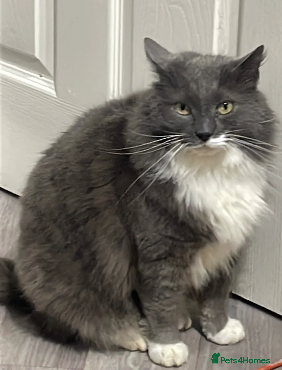 Mixed Breed cats for sale: Cat for rehoming  - Advert 1