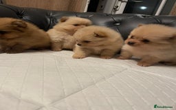 Pomeranian dogs for sale: Beautiful 🤩 Pomarenian puppies  - Image 7