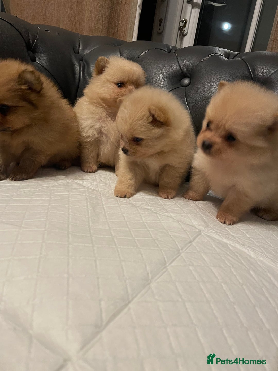 Pomeranian dogs for sale: Beautiful 🤩 Pomarenian puppies  - Image 7