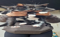 British Shorthair cats for sale: 2 kittens available  - Image 6