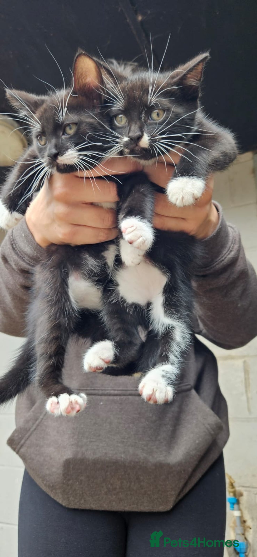 British Shorthair cats for sale: 2 kittens available  - Image 6