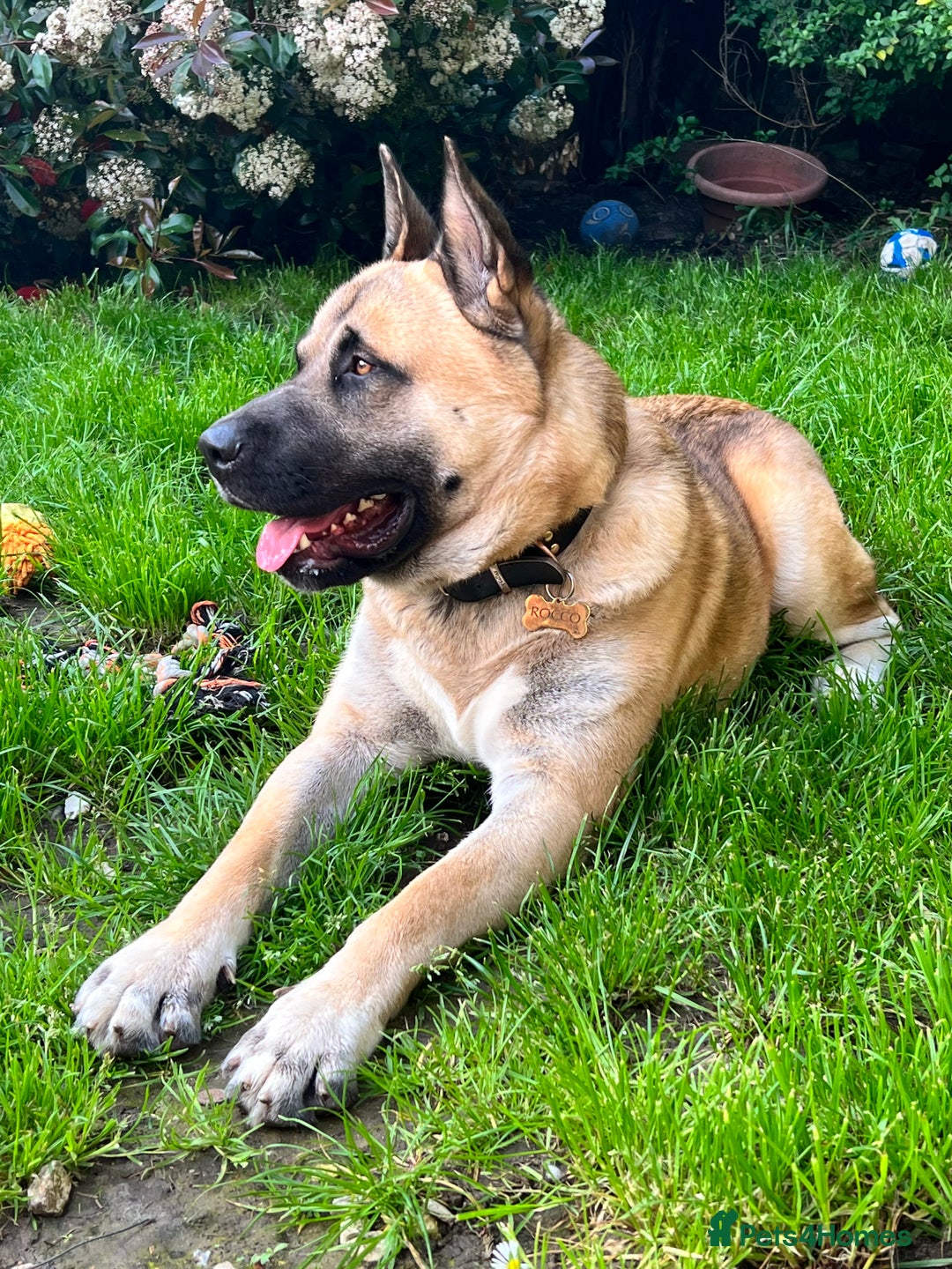 Mixed Breed dogs for sale: 3.5 year old Akita male - Advert 7